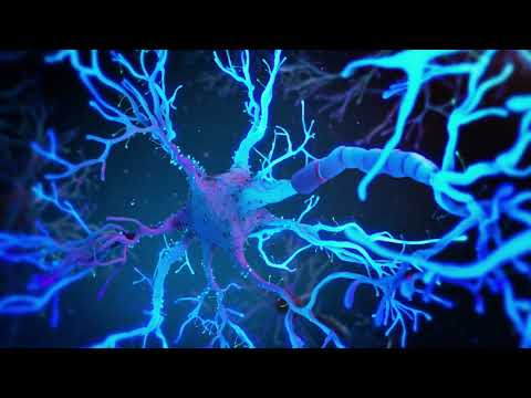 PRISM Video 05-Visualizing the morphology of neural circuits