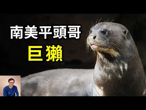 亞馬遜河裡的「蜜獾」,捕殺凱門鰐,嚇跑美洲豹,世界上最長的鼬科動物,南美平頭哥巨獺的瘋狂真相【老肉雜談】#動物 #生物 #科普 #冷知識 #水獺