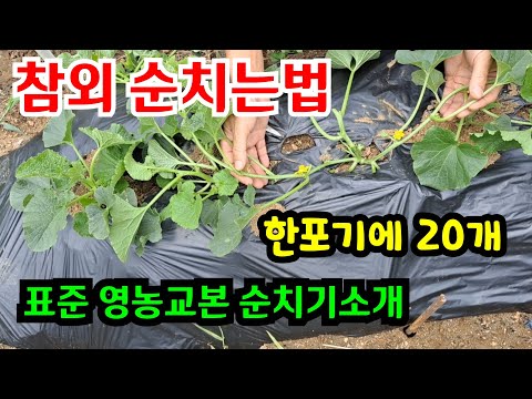 How to prune melon