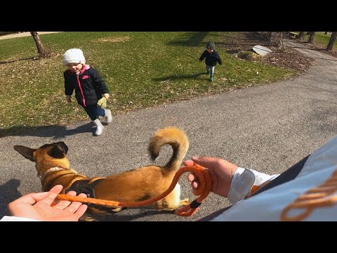 Kids Run Up To Pet Belgian Malinois😨