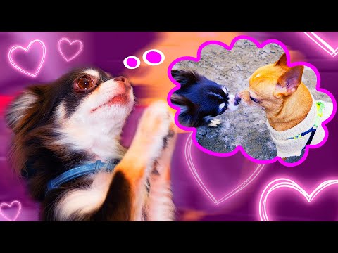 MY DOG’S FIRST LOVE