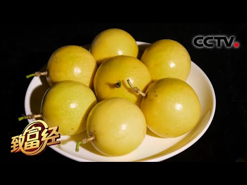 一窍不通也能年入3000万?看蜜柚达人花样玩“赚”黄金百香果 | CCTV「致富经」20200910