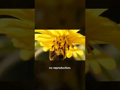 This Plant Is an Insect Graveyard | #DeepLook #Shorts