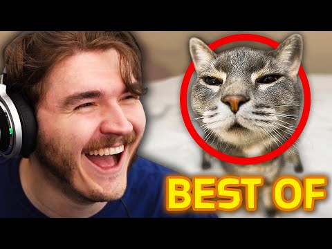 Best of Schlatt Ranking Your TikToks