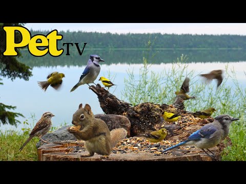 Cat TV - Busy Birds & Squirrels by the Lake 🪺 Relaxing Nature for Dogs, Cats, & People
