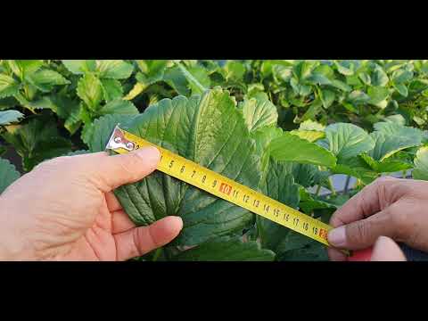 #남원 #딸기 팁번 #딸기칼슘부족 #엽면시비 #설탕 #맹물시비 #색내기 #당도 #저장양분 #황금알농법