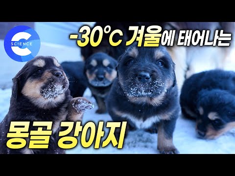 '방카르'는 왜 겨울에 새끼를 낳을까? | 몽골 유목민이 반려견과 이별하는 방법 | 방카르의 특별한 장례식 | 더도그
