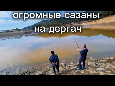 ОГРОМНЫЕ САЗАНЫ на дергач (драч)