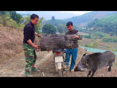 Selling wild boar and making banh chung. Celebrating traditional Tet alone in the mountains