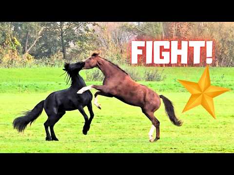 Fight or Playtime for Rising Star⭐ & Friends? | She’s Doing Amazing!! | Friesian Horses