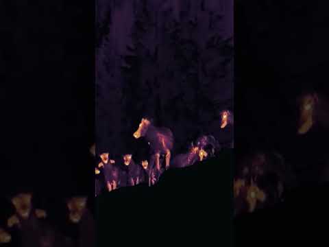 They thrive in cold and darkness 🥶