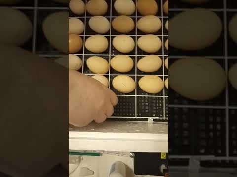 Обзор инкубатора Несушка на 63 яйца.Закладка яиц в инкубатор
