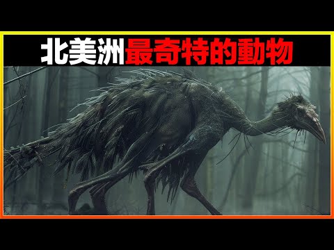 史前生物現身美國阿拉斯加荒原，科學家被震驚到說不出話！17個北美洲最奇特的動物，每一個都令人印象深刻｜排名｜世界之最｜地球之最｜獵奇｜睡前故事