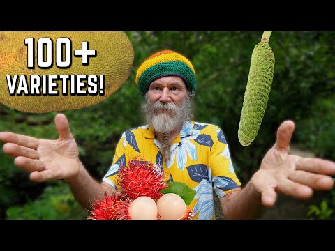 RARE Exotic Fruit Farm Hideaway in Jamaica!