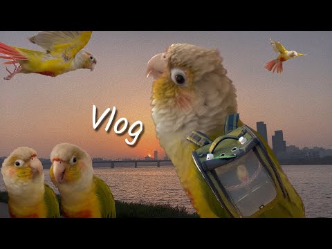 블리로그 #27 | 앵무새브이로그 | 노느랴바쁜 브이로그 | 말하는앵무새 | 코뉴어앵무새 | 일상브이로그