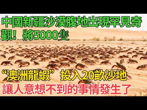 中國新疆沙漠腹地出現罕見奇觀！將5000隻“澳洲龍蝦”投入20畝沙地，讓人意想不到的事情發生了【觀勢經緯】#中国智造#科普#沙漠治理#中國基建#水利工程#工程奇點#巨匠工程