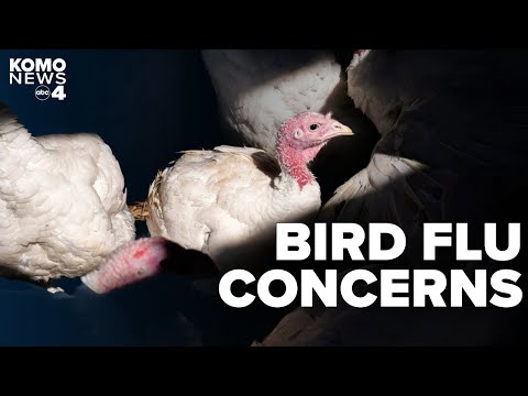 1st US bird flu death: What you need to know about about the virus