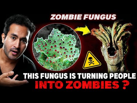 ALERT! This ZOMBIE FUNGUS is Taking Over the World | Why Are Scientists Worried?