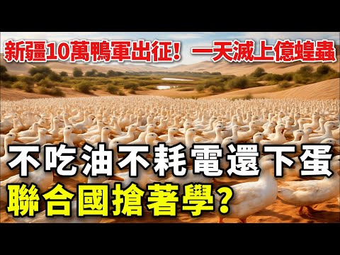 新疆10萬鴨軍出征！一天滅上億蝗蟲，不吃油不耗電還下蛋賺錢，聯合國搶著學？