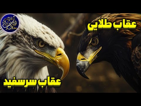 نبرد عقاب سر‌سفید و عقاب طلایی