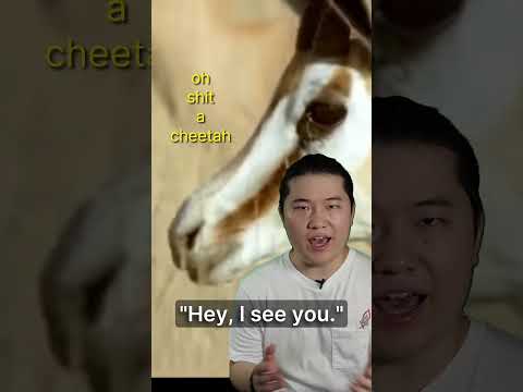 An honest way to defend against predators