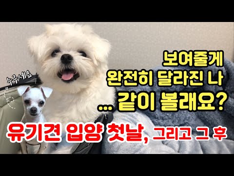 유기견 입양 첫날의 모습, 그리고 3개월동안의 변화 기록🐣✨ (생닭은 잊어줘요!)