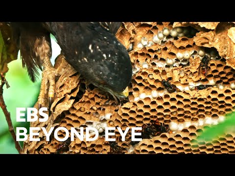 A Crested Honey Buzzard is Crashing Down a Beehive Looking for Food