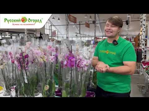 Orchid care Complete list of recommendations.