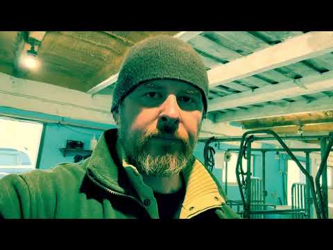 Порятунок корови. Сіра Українська. Прайвет мілк. Михайло Травецький.