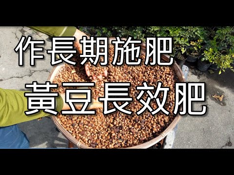黃豆長效肥製作與使用