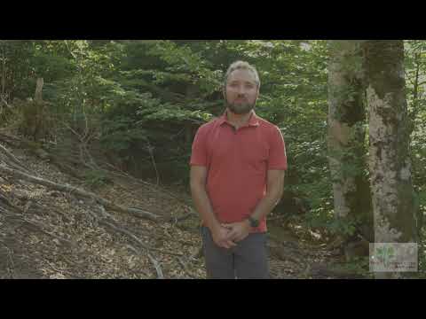 What work should be carried out in Mixed Forestry with Continuous Cover?