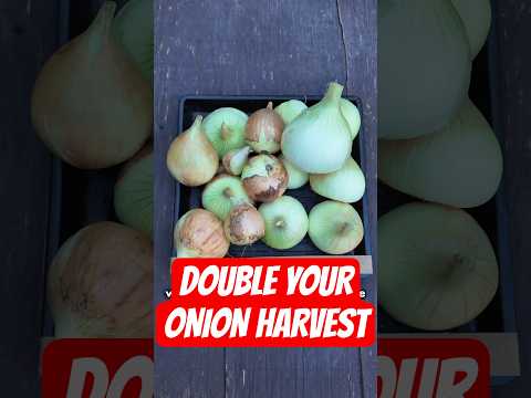It's nearly time to plant onions! Try this spacing method to double your harvest this year!