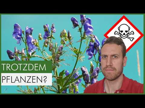 These native plants are highly poisonous – yet indispensable in the natural garden.