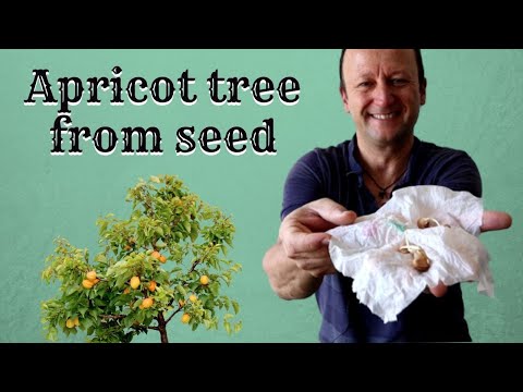 How to grow an apricot tree from seed