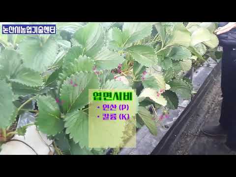 논산딸기재배기술 하엽고사ㆍ꽃받침마름 현장컨설팅
