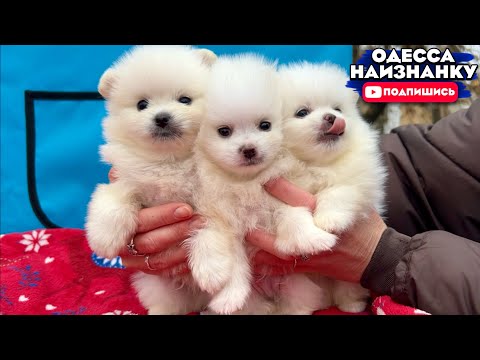 Собачий Рынок Одесса! ЦЕНЫ Собак Кошек Разных ПОРОД! Продажа Домашних Животных!!!#одессанаизнанку 