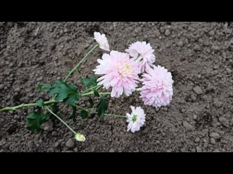 How to root a chrysanthemum in the open ground is an easy way