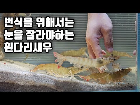 흰다리새우에게 안타까운 일이 생겼네요ㅠ