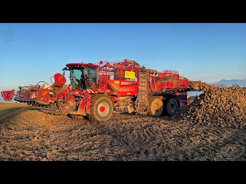BEET digging 100t/ha. Farm in Switzerland