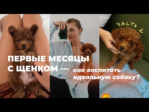 посмотри, если хочешь идеального щенка | как не совершать ошибок в воспитании собаки