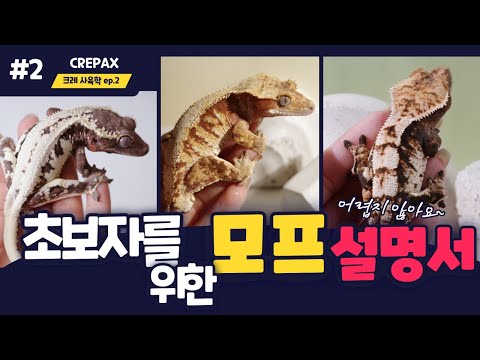 이것만 보셔도 충분합니다. 크레스티드게코 모프 설명서. 할리퀸, 핀스트라이프, 카푸치노, 아잔틱, 릴리화이트, 세이블, 논릴리 등 다양한 모프들의 특징에 대해서 알아보자!