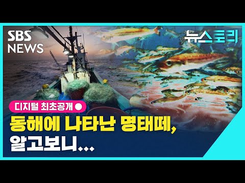 [뉴스토리] 동해에 나타난 명태떼, 알고보니... / SBS