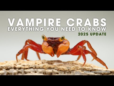 🦀 EVERYTHING YOU NEED TO KNOW ABOUT VAMPIRE CRABS [2025 UPDATE]