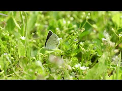Butterfly - Fujifilm X-S10 + 70-300mm