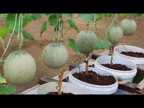 How to grow melons easily with high productivity in plastic containers for beginner