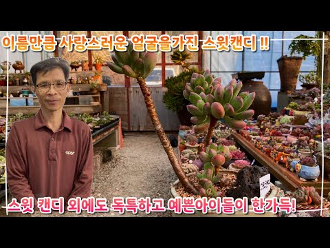 Sweet Candy, with a face as lovely as her name!! Besides that, there are many other unique and wo...