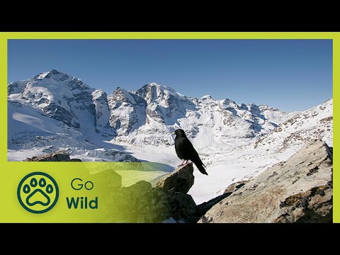 Water and Ice | Wild Faces of Switzerland | Go Wild
