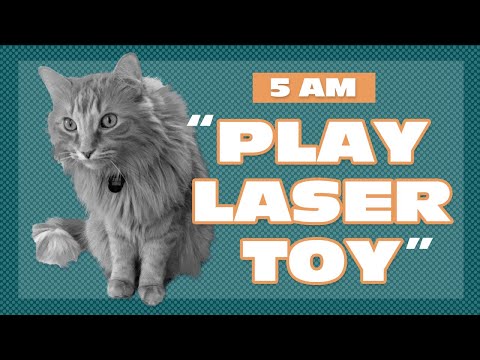 5 AM Lasertoy | Justin Bieber the Talking Cat