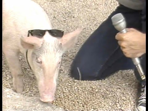 Ralph the Diving Pig - Austin TX