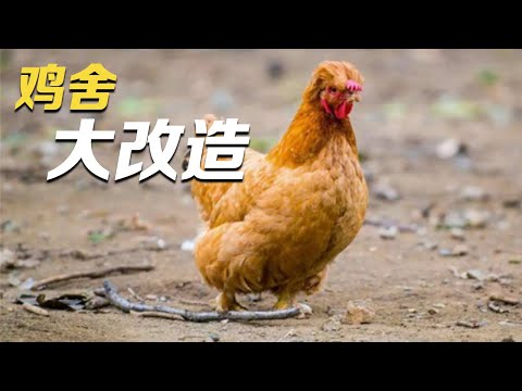 他们给鸡舍进行大改造,在鸡舍里添置“健身房”,就连里面的保温床垫都暗藏玄机!|「智慧农业新时代」| 农业致富经